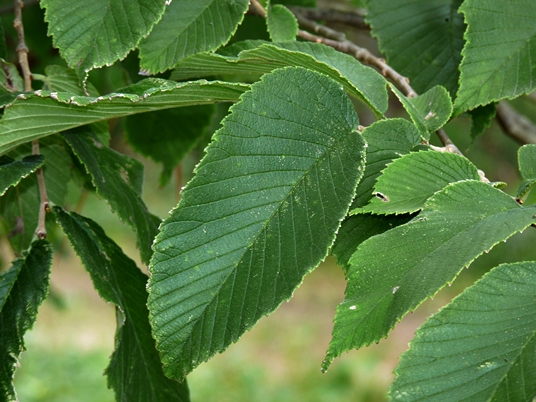 {Ulmus rubra}